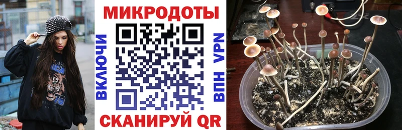 Купить закладки  Николаевск  Псилоцибиновые грибы Psilocybine cubensis 
